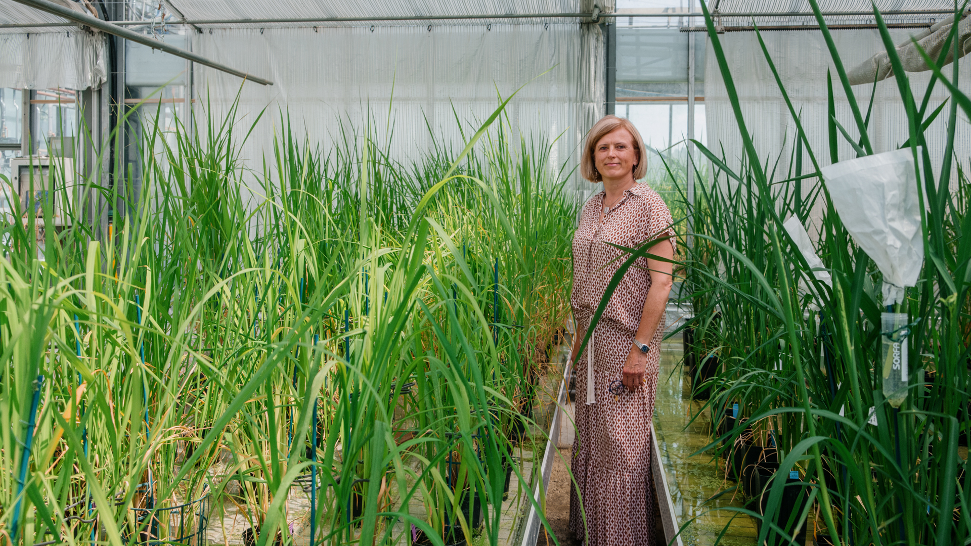 A blonde woman in a dress is framed by rows of green plants.